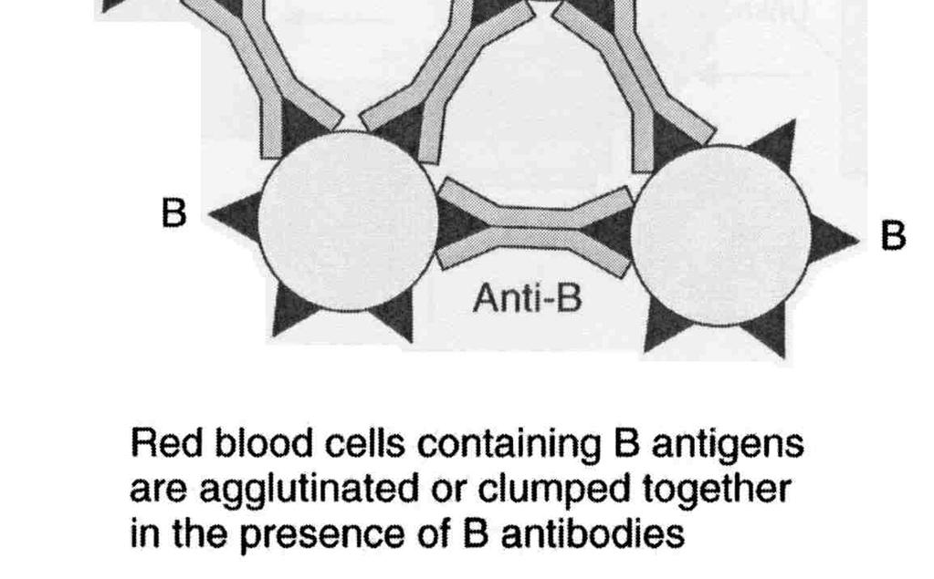 Two antigens can attach to one antibody, and one RBC