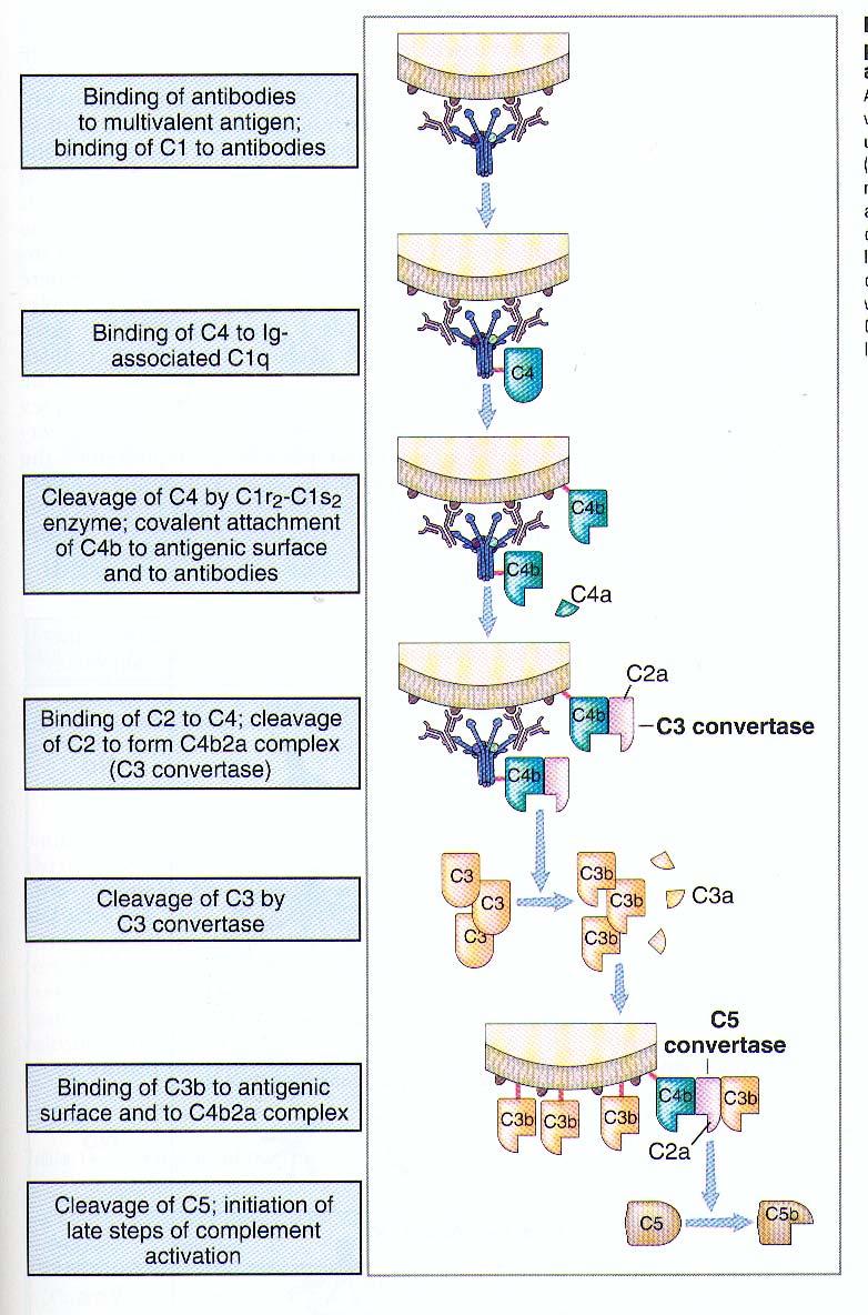 Cellular and molecular immunology, 4th