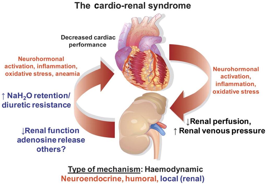 Cardio-renal interactions in heart failure and kidney