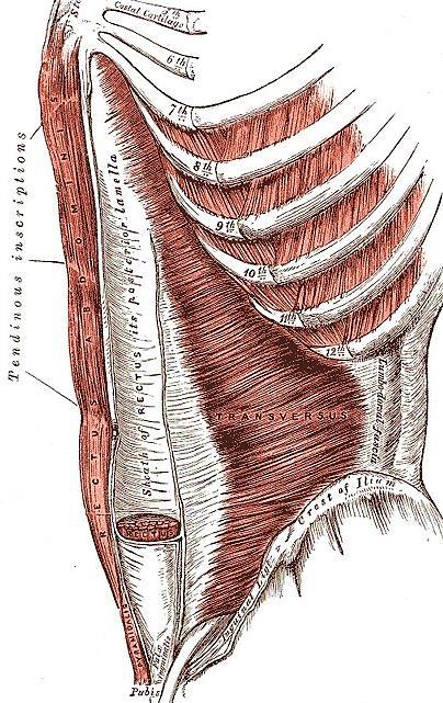 html) Figure 5: Transversus abdominis aponeurosis contributes to posterior layer of rectus sheath, but is absent posteriorly below the arcuate