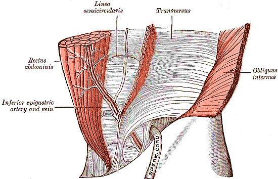 process and the 5 th - 7 th ribs of the anterior chest wall. Its primary function is to flex the trunk.