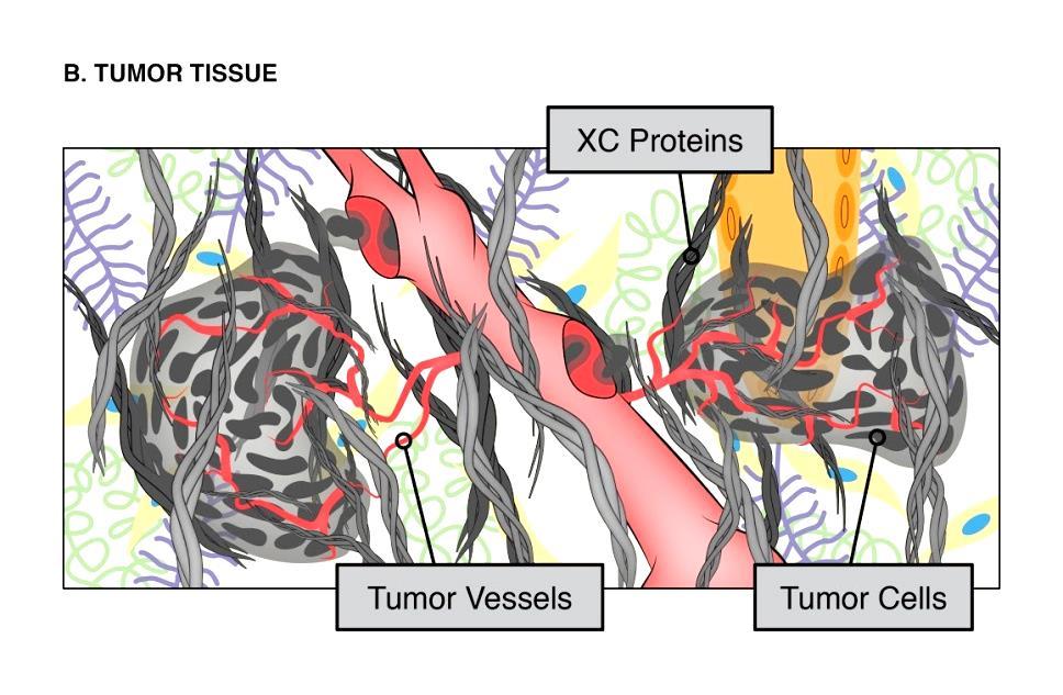 Active Vector Targeting: Targeting the Tumor Microenvironment Exposure of Collagenous (XC-) Proteins is a