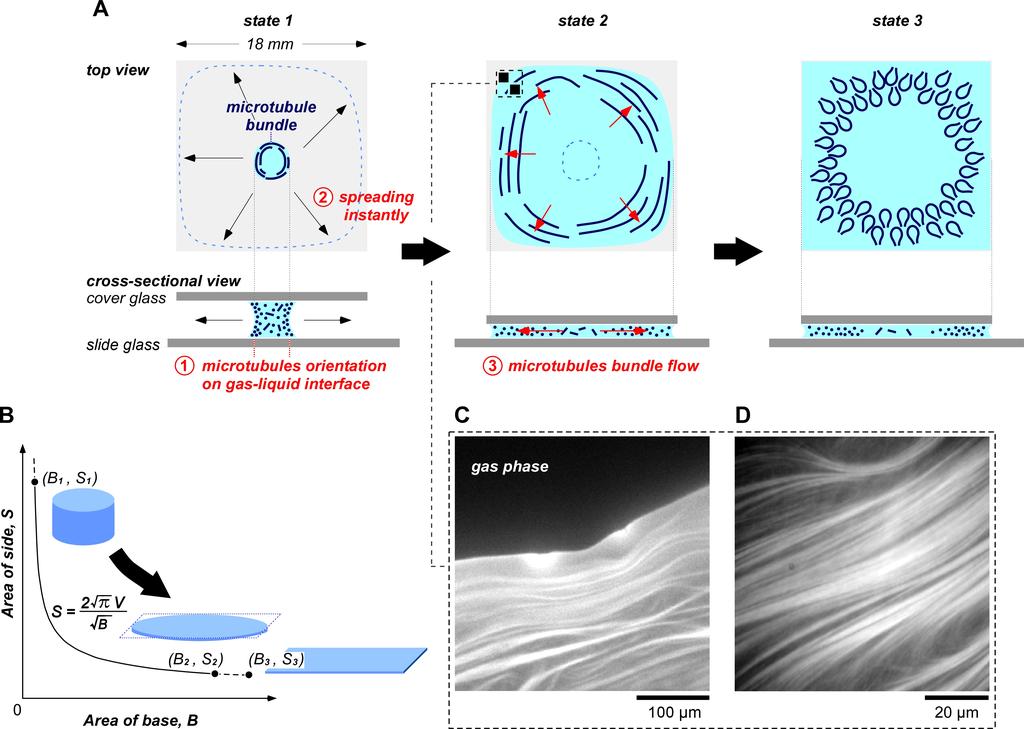 Fig. S1. Preparation of samples of microtubule bundles on gas-liquid interface.