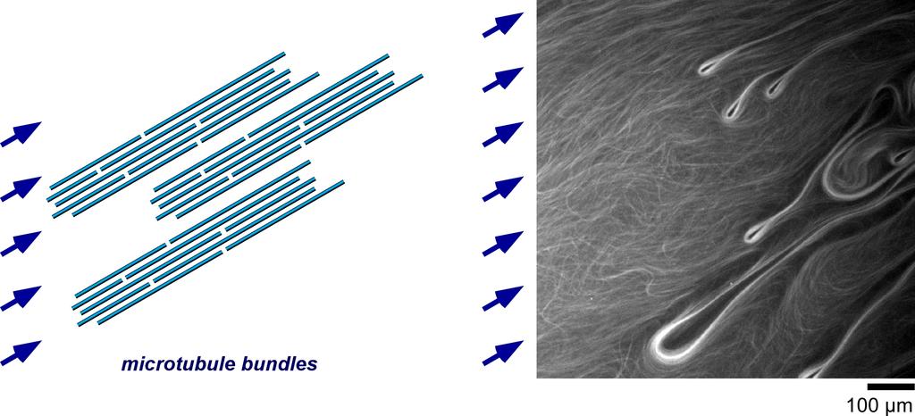 Fig. S4. Microtubule bundles in flow parallel to long axis. Arrows indicate direction of hydrodynamic flow.