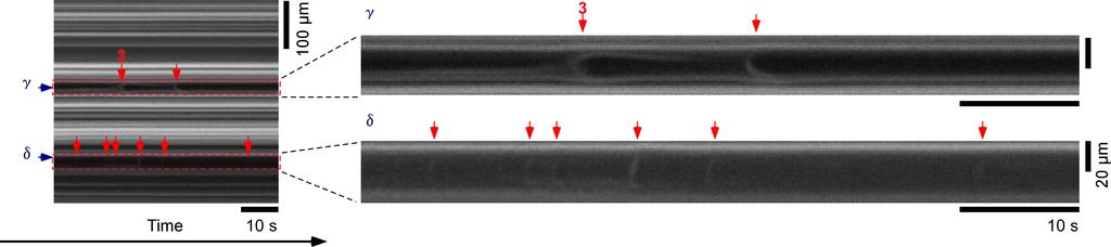 The top portion of the image shows parallel bundles oriented along the direction of the hydrodynamic flow. These bundles also gradually deformed into separate microtubules.