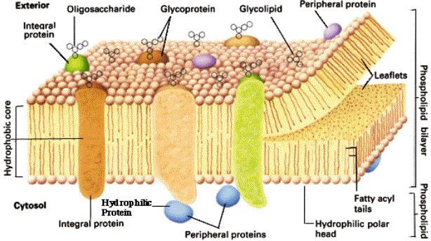 Fluid-Mosaic Model Integral proteins have hydrophobic and hydrophilic regions which enable them to interact with both the hydrophobic interior of the membrane, and its hydrophilic surface and