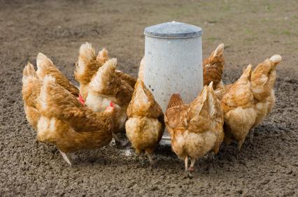 do. Proper nutrition will ensure that the hens continue to lay good, strong,
