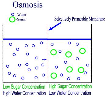 The movement of water molecules from a region of higher water potential to a region of lower water potential, across a partially permeable membrane, along the gradient, is known as OSMOSIS.