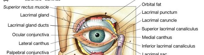 Accessory Structures of the Eye The conjunctiva is the epithelium covering the surface of the eye The palpebral conjunctiva covers the inner surface of the eyelids The ocular conjunctiva covers the
