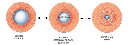 two layers of smooth muscle fibers When these muscles contract they change the diameter of the pupil, the central opening of the iris The pupillary constrictor muscles form a series of concentric