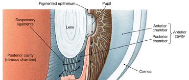 Chambers of the Eye The anterior cavity of the eye is divided into the anterior chamber, which extends from the cornea to the iris, and the posterior chamber, between the iris and the ciliary body