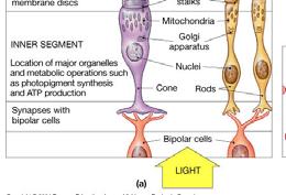 visual image on the photoreceptors, this is accomplished as the lens changes shape The lens consists of concentric layers of cells that are precisely organized The cells of the interior of the lens