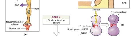 contain retinal but it is attached to other forms of opsin