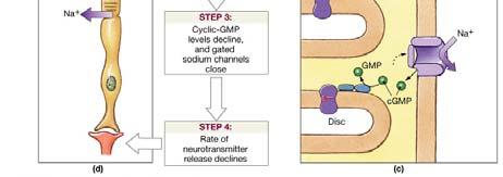 which forms of opsin and retinal, become stimulated