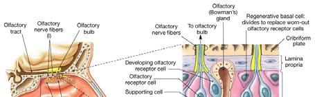 Olfactory Receptors Olfactory reception occurs on the surface of the cilia as dissolved chemicals (odorants) interact with odorant binding proteins (receptors) These receptors can