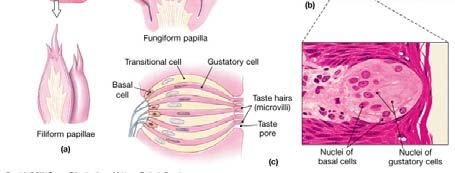 (stem cells) which will develop into Gustatory cells; with slender microvilli called taste hairs Gustatory Pathways Taste buds are monitored by cranial