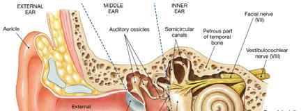 The External Ear The external ear includes the fleshy and cartilaginous auricle, or pinna,
