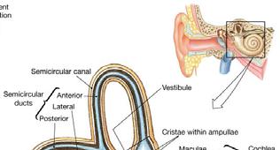 The Inner Ear The bony labyrinth contains the vestibule, the three semicircular canals, and the cochlea The vestibule consists of a pair of membranous sacs, the