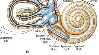Receptors of the Inner Ear The sensory receptors of the inner ear are called hair cells Each hair cell supports 80-100 long stereocilia, in the vestibule each hair