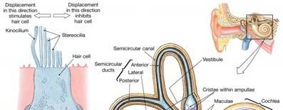 neurotransmitters The Semicircular Ducts Sensory receptors in the semicircular ducts respond to rotational movement of the head (dynamic equillibrium) Each