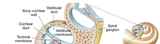 The Cochlea and Organ of Corti The cochlea is divided into three chambers The scala vestibuli, or vestibular duct The scala media, or cochlear