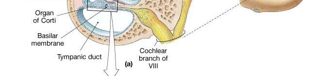 Corti, sits on the basilar membrane, which separates the cochlear duct from the tympanic duct The stereocilia of the hair cells in the organ of