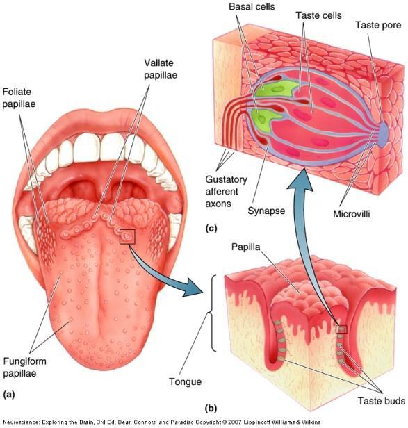 Taste Buds and Cells Each papilla has from 1-200 taste buds A person typically has 2000-5000 taste