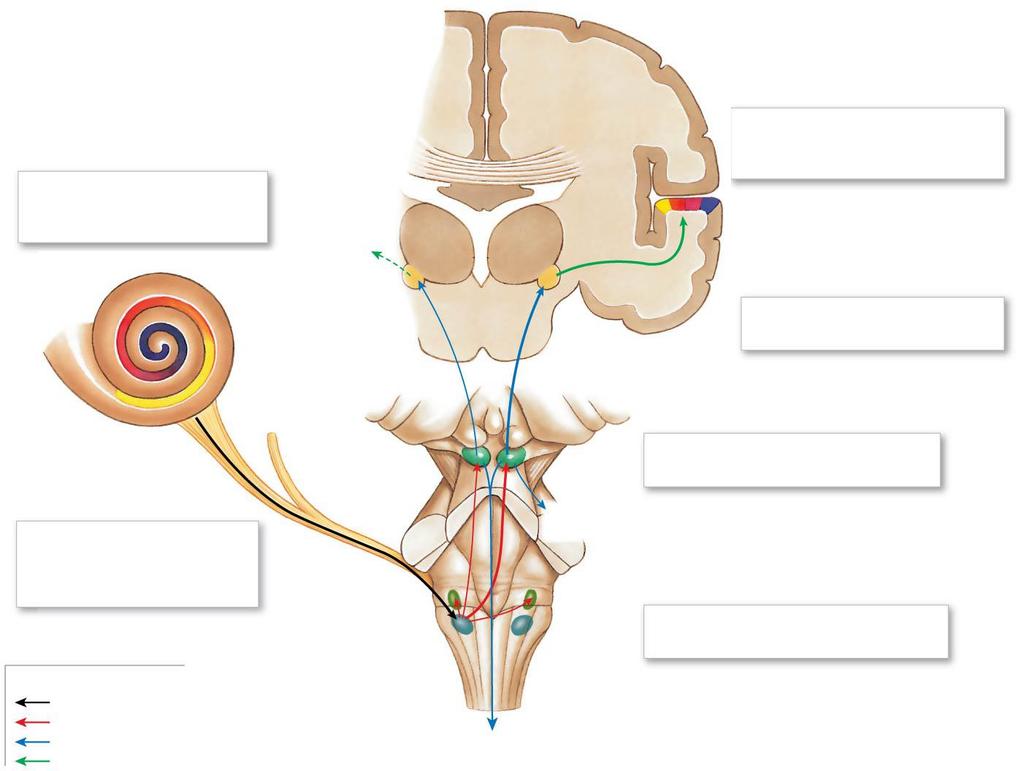 Figure 18.18 Pathways for Auditory Sensations 1 Stimulation of hair cells at a specific location along the basilar membrane activates sensory neurons.