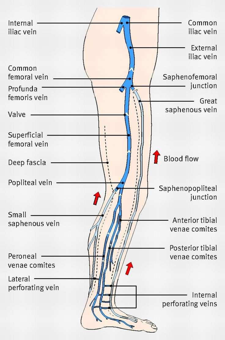 Area of Concentration for Reflux Study Superficial veins of the leg with limited interrogation of the deep system Long or Great Saphenous Vein Small Saphenous Vein Perforator Veins Limited views of