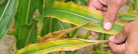 As with any soil, a nutrient deficiency of any type can occur.