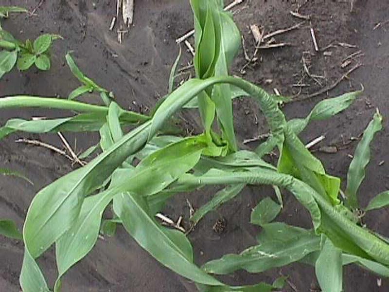 Nutrient Deficiencies Calcium Deficiency Herbicide injury can also cause buggywhipping so an examination of herbicide applications should also be considered if Ca levels are suspect to being low.