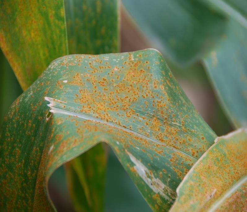 Fungal Diseases Southern Rust (Puccinia polysora) Southern rust is less severe in Hawaii because the disease is favored by high humidity and high temperatures (greater than 80 F), a combination that