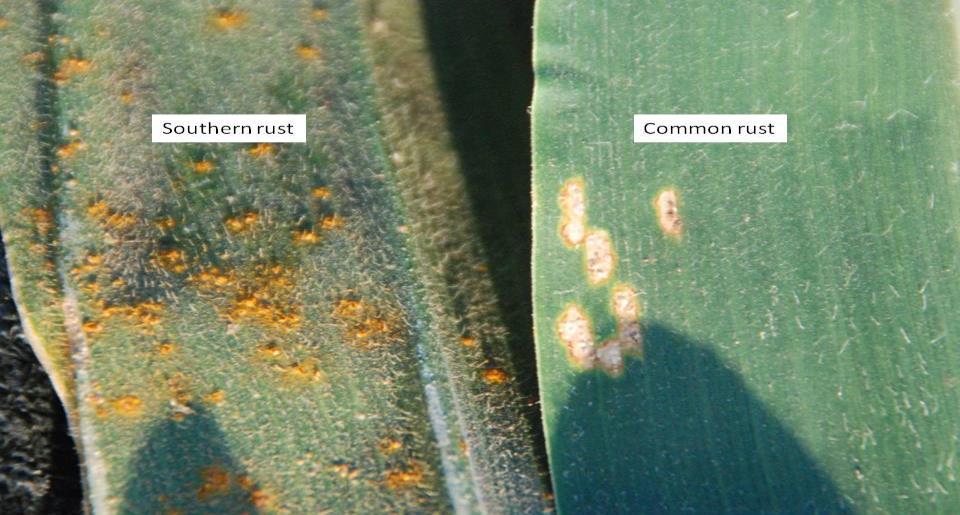 The pustules of southern rust also only occur on the upper leaf surface. Pustules will also be more circular and smaller.