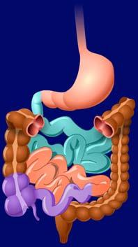 INCRETINS Gut peptides GLP-1(glucagon-like peptide-1) GIP (glucose dependent insulinotropic peptide or gastric inhibitory polypeptide) Incretins secreted from the gut during CHO absorption and