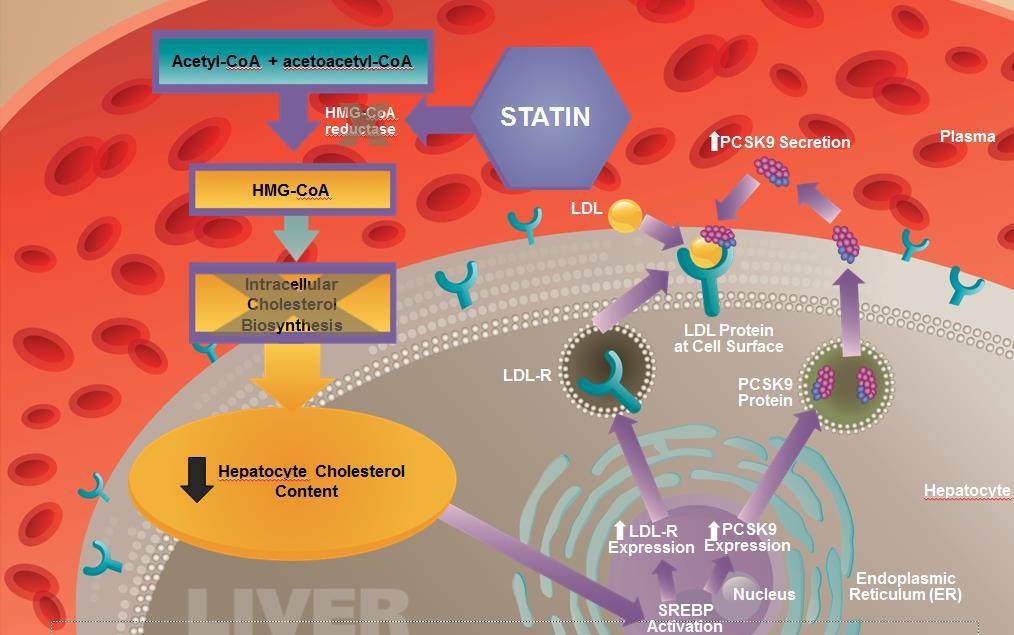 PCSK9 (mg/ml) LDL-R and PCSK9 Expression Are Upregulated When Intracellular Cholesterol Levels Are Low Upregulation of PCSK9 increases degradation of LDL-R, serving as a counter-regulatory molecular