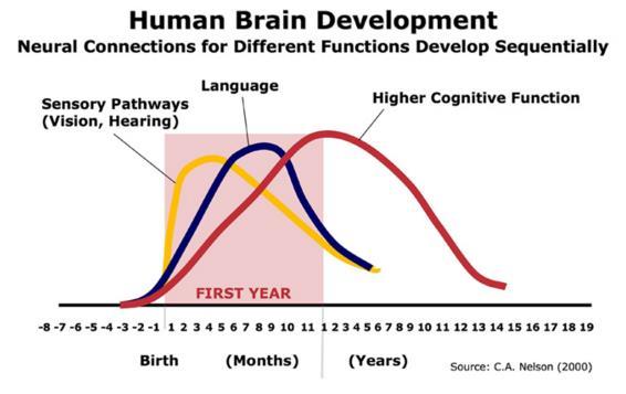 THE TIMING OF DEVELOPMENT Are there critical/sensitive periods of development