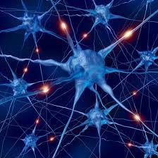 BRAIN DEVELOPMENT INFANCY AND CHILDHOOD Neurons are the basic unit of the brain and CNS, acting like wires sending signals to other cells At birth, a baby has almost all the neurons, or brain cells