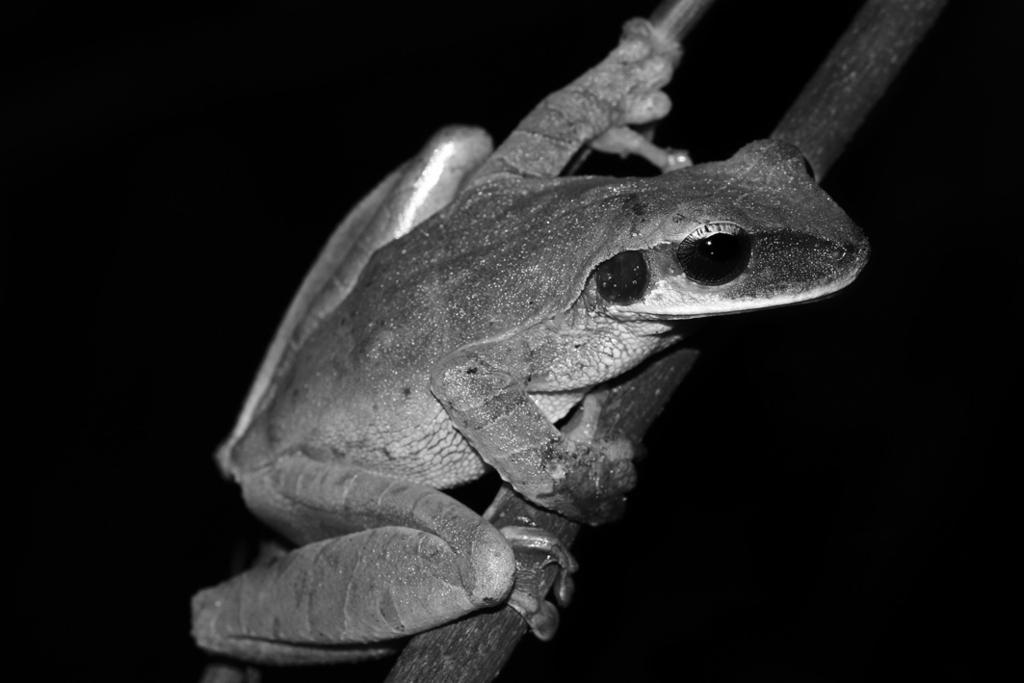 6 A new species of frog was discovered in 2009 in the Amazon rainforest in Peru. 16 Fig. 6.1 shows this frog, Osteocephalus castaneicola. (a) State the genus of this animal. Fig. 6.1...[1] In the past, anatomy was a way to classify species.