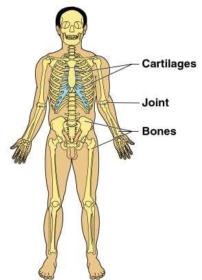 Organ System Overview Skeletal Protects and supports body organs Provides