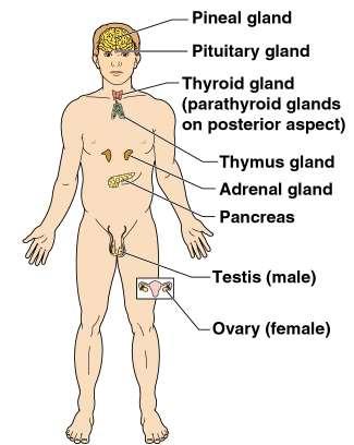 Organ System Overview Endocrine Secretes