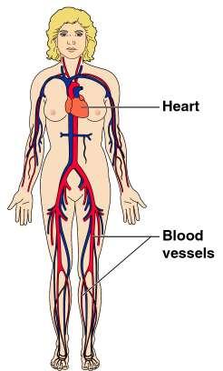 Organ System Overview Cardiovascular Transports materials in