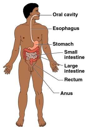 Organ System Overview Digestive Breaks down food Allows for