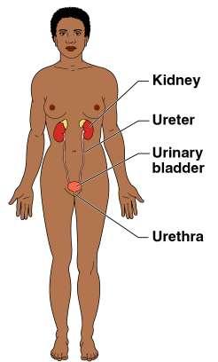 Organ System Overview Urinary Eliminates nitrogenous wastes
