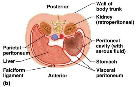 heart Peritoneum: