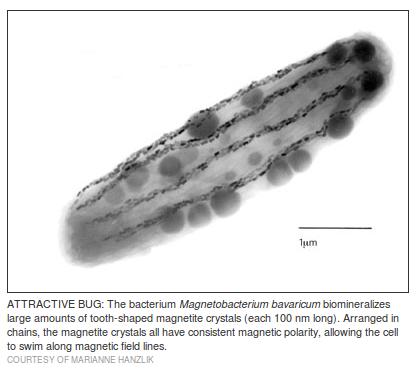 Magneto-reception in bacteria Static B-field Magnetobacterium