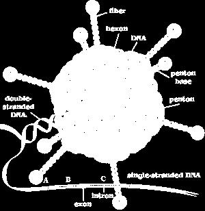 In fact, the name adenovirus reflects the recovery of the initial isolates from human adenoids(belong to lymphoid tissue).