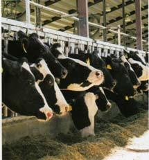 Can Genomics of Dry Matter Intake in Transition Cows Improve Health and Fertility? W.