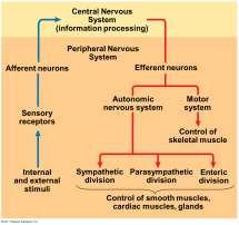 nervous system Transmits information to and from the CNS and regulates movement and the
