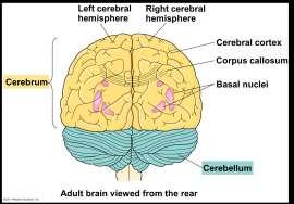 Arousal and sleep The brainstem and cerebrum control arousal and sleep Reticular formation Regulates the amount and type of