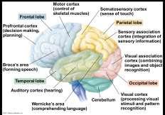 cortex controls voluntary movement and cognitive functions Generation and experience of emotions involve the amygdala,